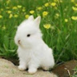 Meet your Posher, Bella